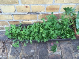 Wissenschaftsladen Leipzig